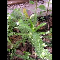 Achillee millefeuille - Parc de la Tete d'Or (55)